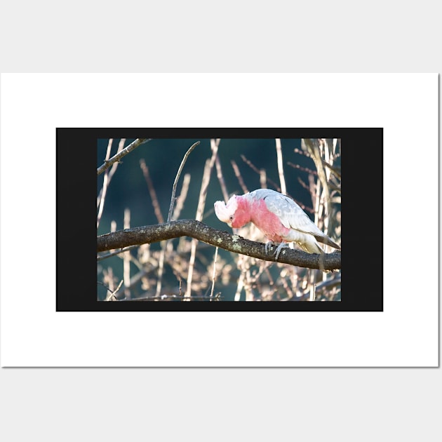 Galah 2 Wall Art by DeborahMcGrath